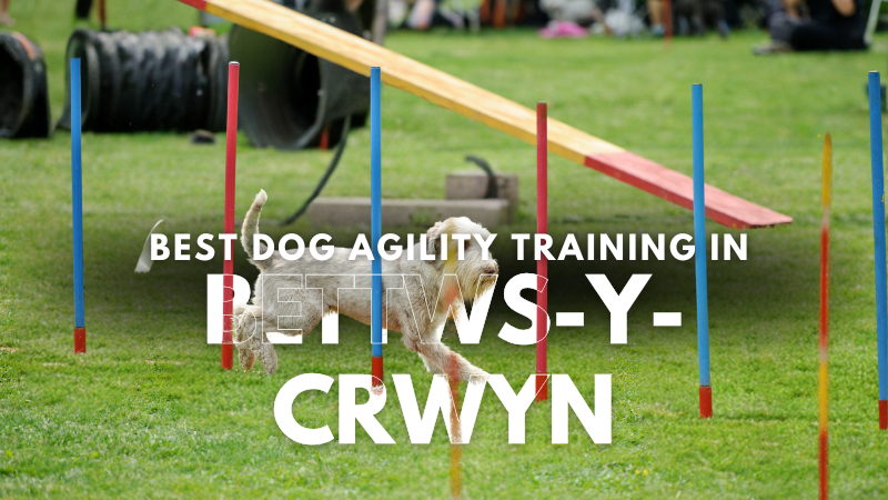 Best Dog Agility Training in Bettws-y-crwyn