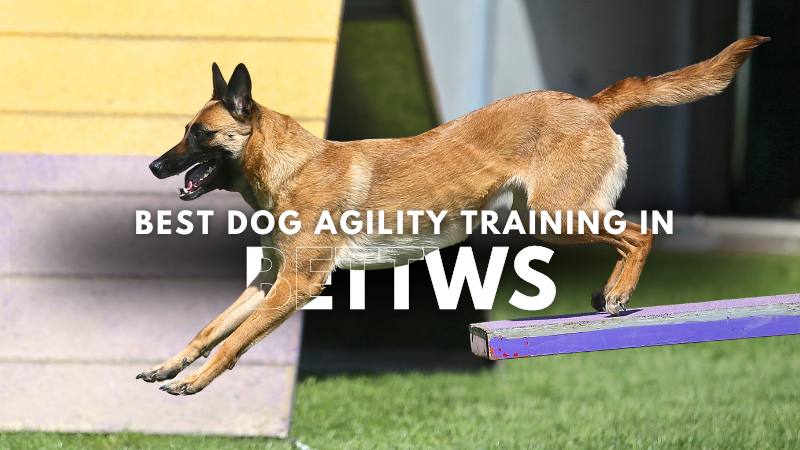 Best Dog Agility Training in Bettws