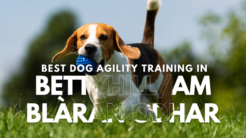 Best Dog Agility Training in Bettyhill_Am Blàran Odhar