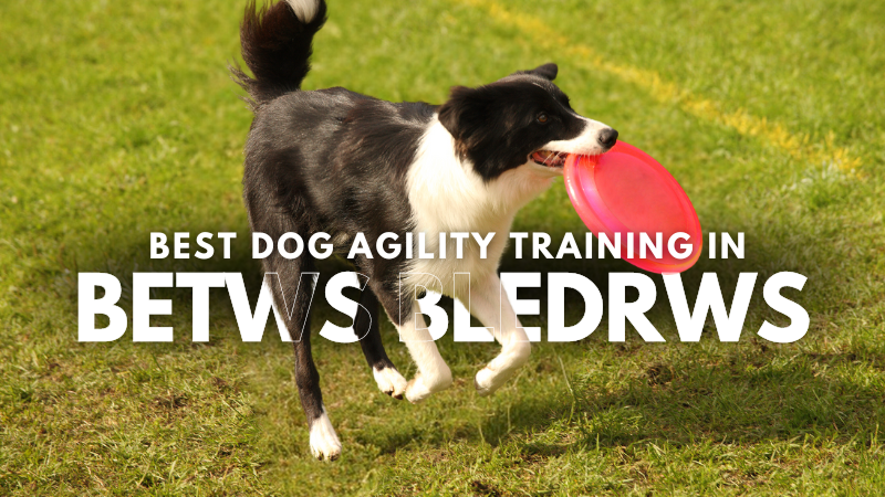 Best Dog Agility Training in Betws Bledrws