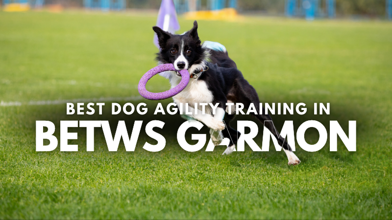 Best Dog Agility Training in Betws Garmon