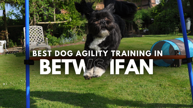 Best Dog Agility Training in Betws Ifan