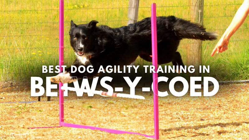 Best Dog Agility Training in Betws-y-Coed