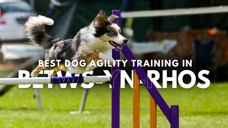 Best Dog Agility Training in Betws-yn-Rhos