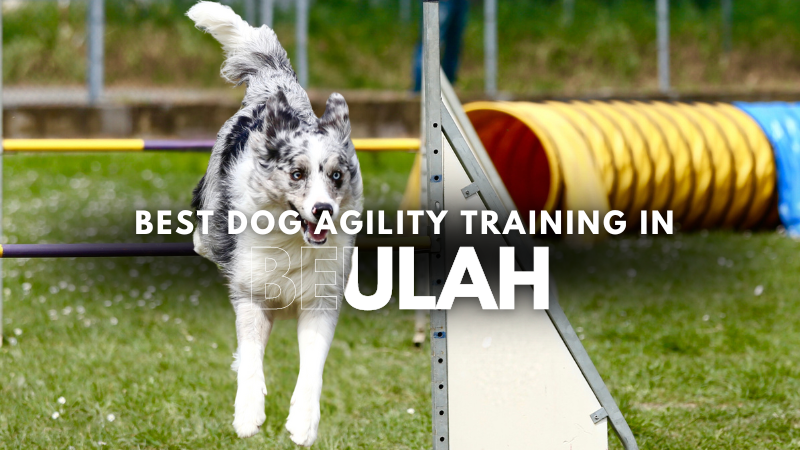Best Dog Agility Training in Beulah