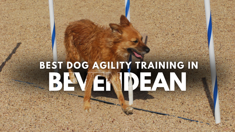 Best Dog Agility Training in Bevendean