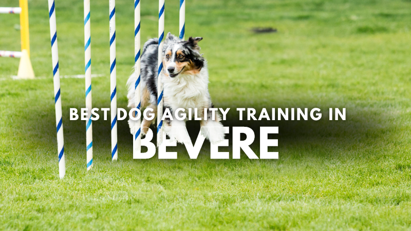 Best Dog Agility Training in Bevere