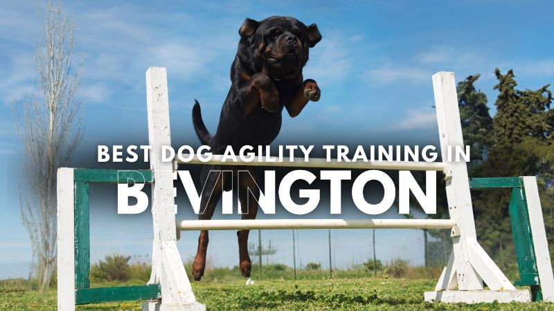 Best Dog Agility Training in Bevington
