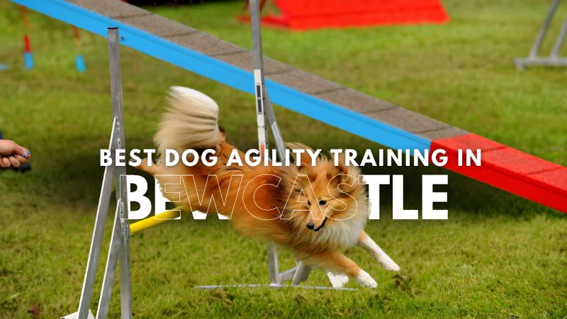 Best Dog Agility Training in Bewcastle