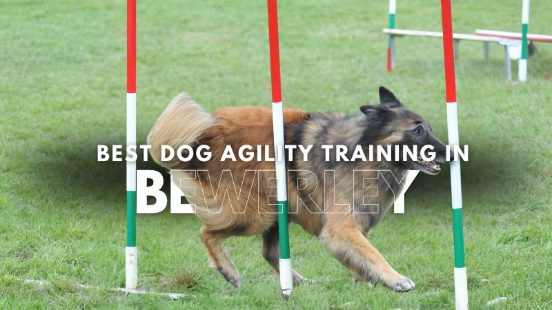 Best Dog Agility Training in Bewerley