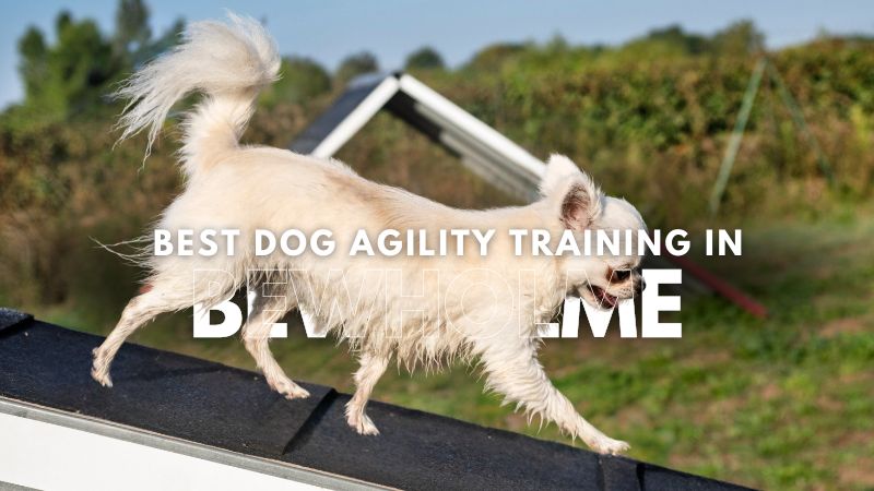 Best Dog Agility Training in Bewholme