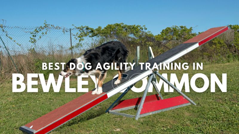 Best Dog Agility Training in Bewley Common