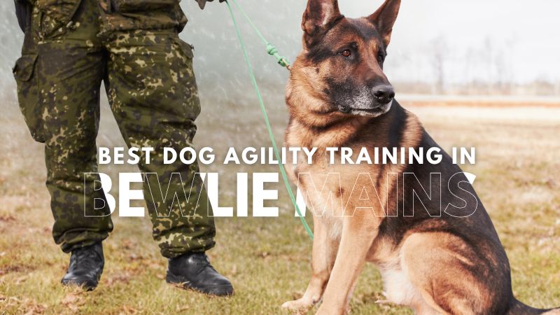 Best Dog Agility Training in Bewlie Mains