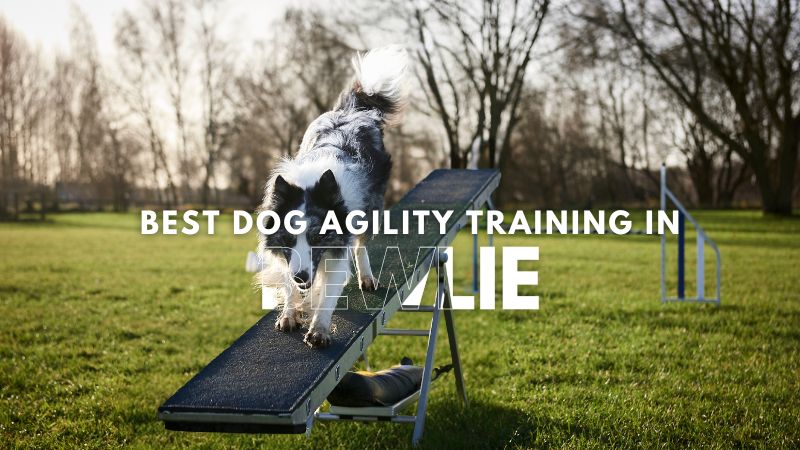 Best Dog Agility Training in Bewlie