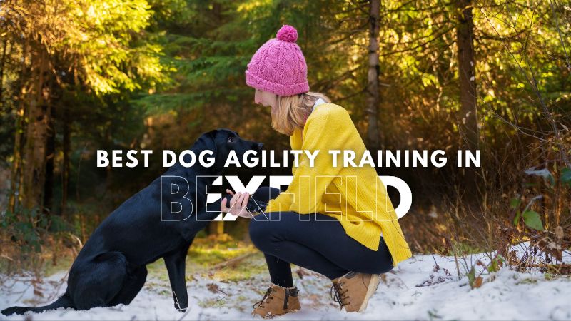 Best Dog Agility Training in Bexfield