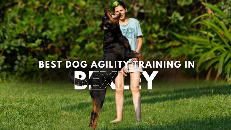 Best Dog Agility Training in Bexley