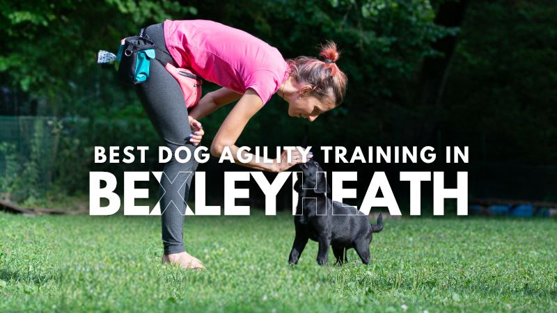 Best Dog Agility Training in Bexleyheath