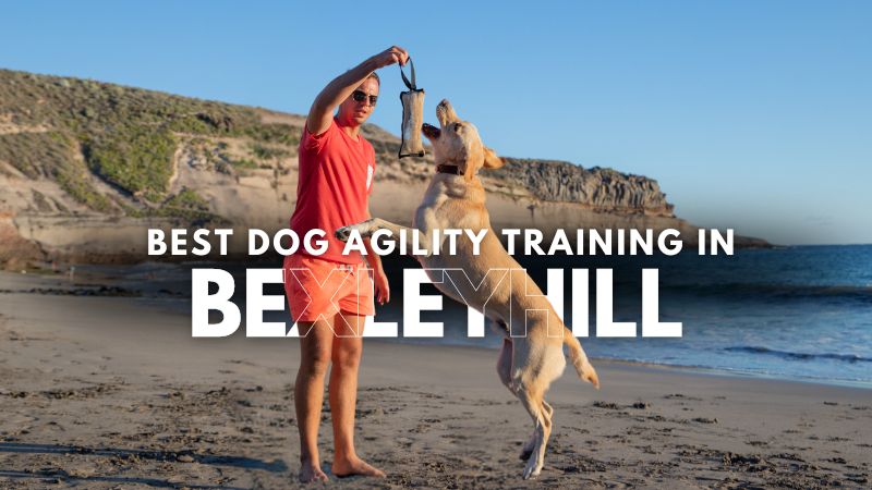 Best Dog Agility Training in Bexleyhill