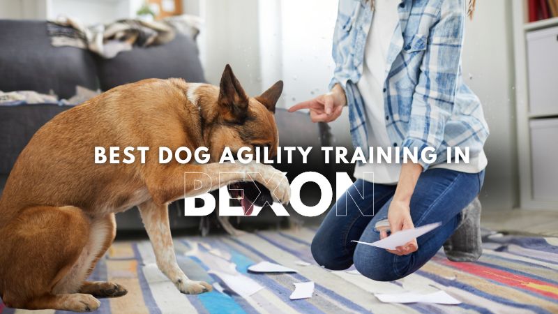 Best Dog Agility Training in Bexon