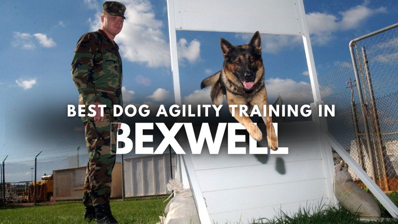 Best Dog Agility Training in Bexwell
