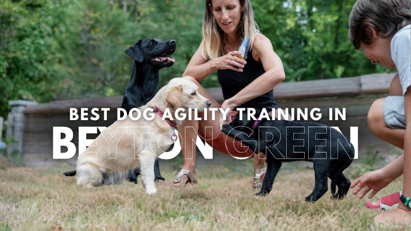 Best Dog Agility Training in Beyton Green