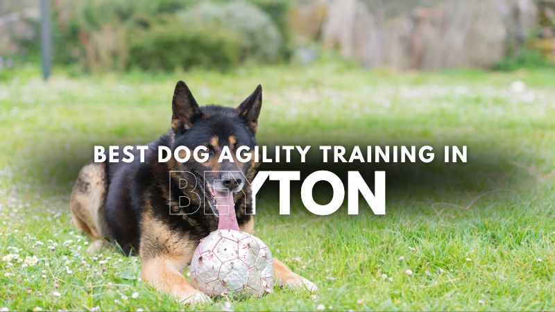 Best Dog Agility Training in Beyton