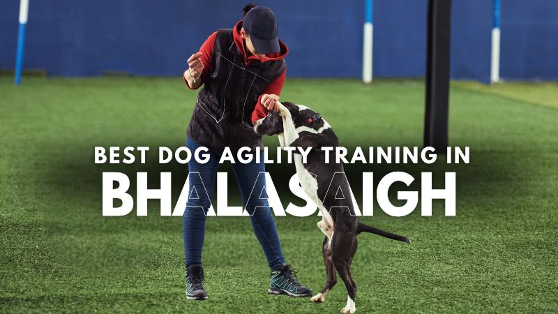 Best Dog Agility Training in Bhalasaigh