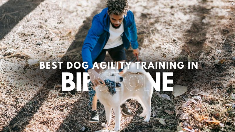 Best Dog Agility Training in Bibstone