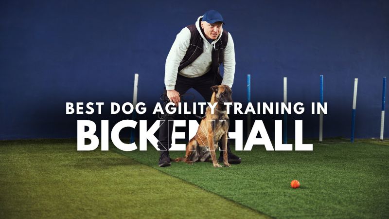 Best Dog Agility Training in Bickenhall