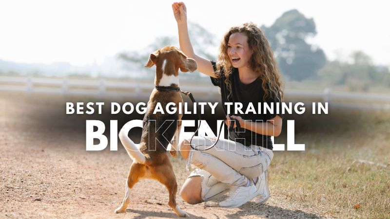Best Dog Agility Training in Bickenhill