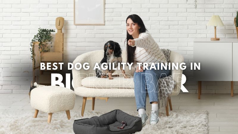 Best Dog Agility Training in Bicker Bar