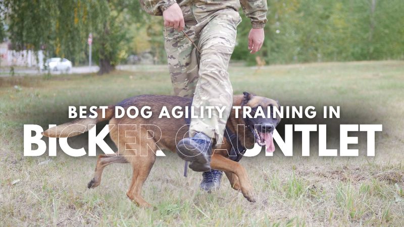Best Dog Agility Training in Bicker Gauntlet