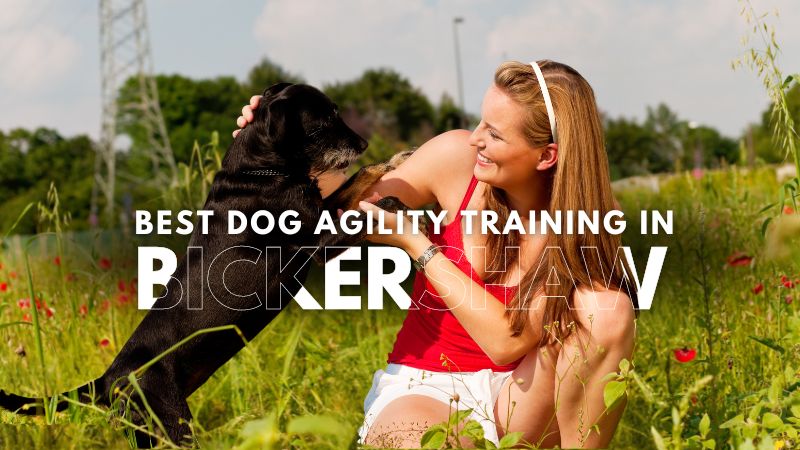 Best Dog Agility Training in Bickershaw