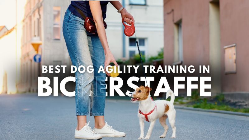 Best Dog Agility Training in Bickerstaffe