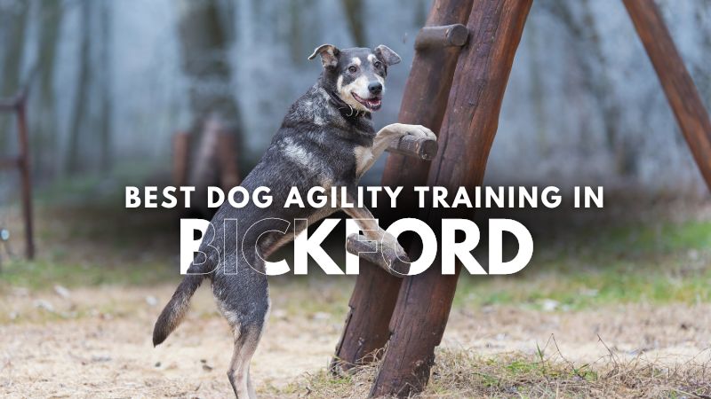Best Dog Agility Training in Bickford