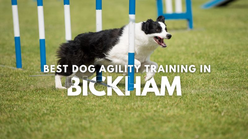 Best Dog Agility Training in Bickham