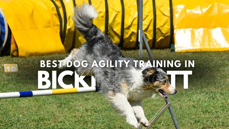 Best Dog Agility Training in Bickingcott