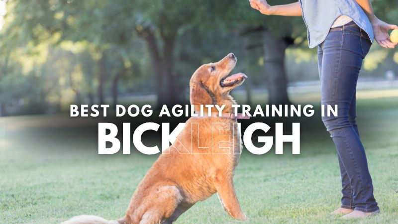 Best Dog Agility Training in Bickleigh