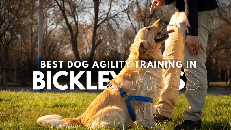 Best Dog Agility Training in Bickley Moss