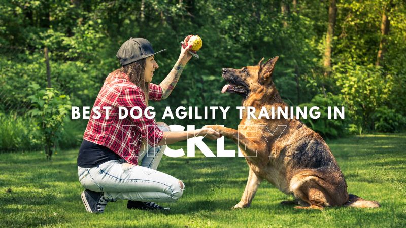 Best Dog Agility Training in Bickley
