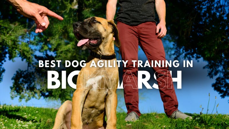 Best Dog Agility Training in Bickmarsh