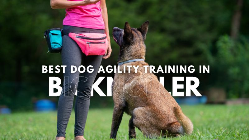 Best Dog Agility Training in Bicknoller