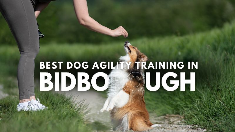Best Dog Agility Training in Bidborough
