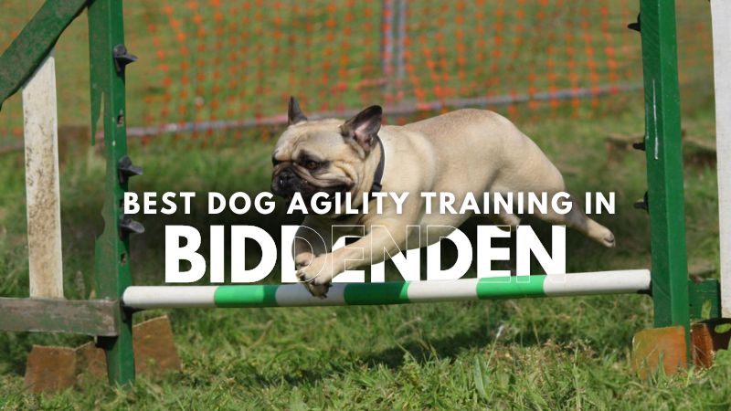 Best Dog Agility Training in Biddenden