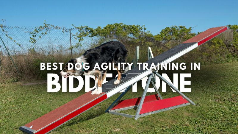 Best Dog Agility Training in Biddestone