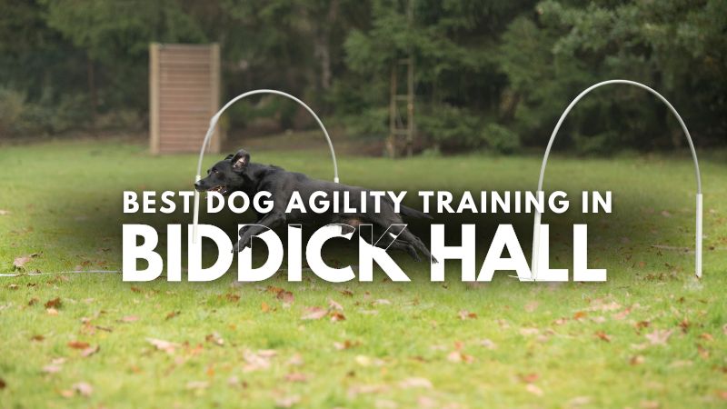Best Dog Agility Training in Biddick Hall