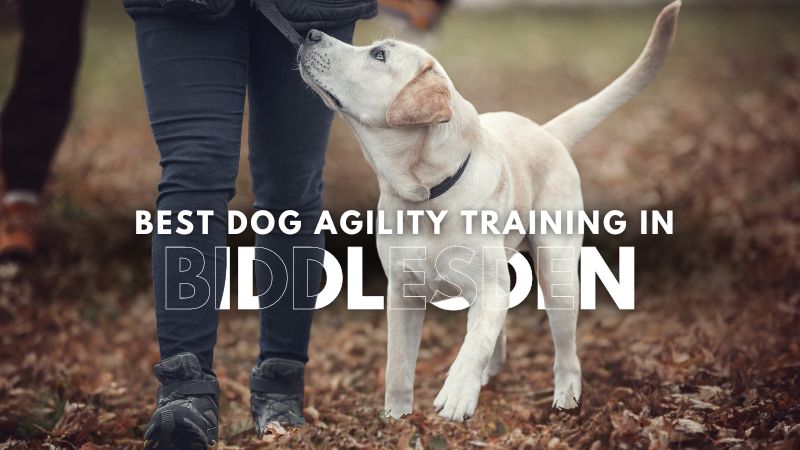 Best Dog Agility Training in Biddlesden