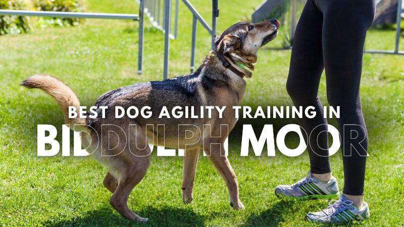 Best Dog Agility Training in Biddulph Moor