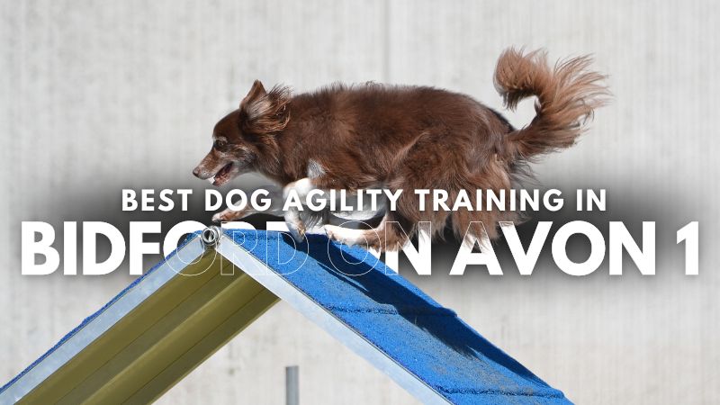 Best Dog Agility Training in Bidford On Avon 1