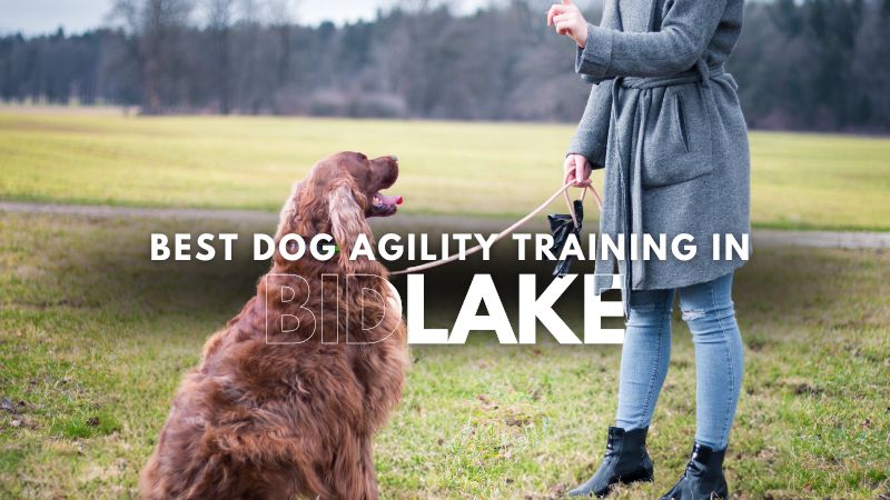 Best Dog Agility Training in Bidlake